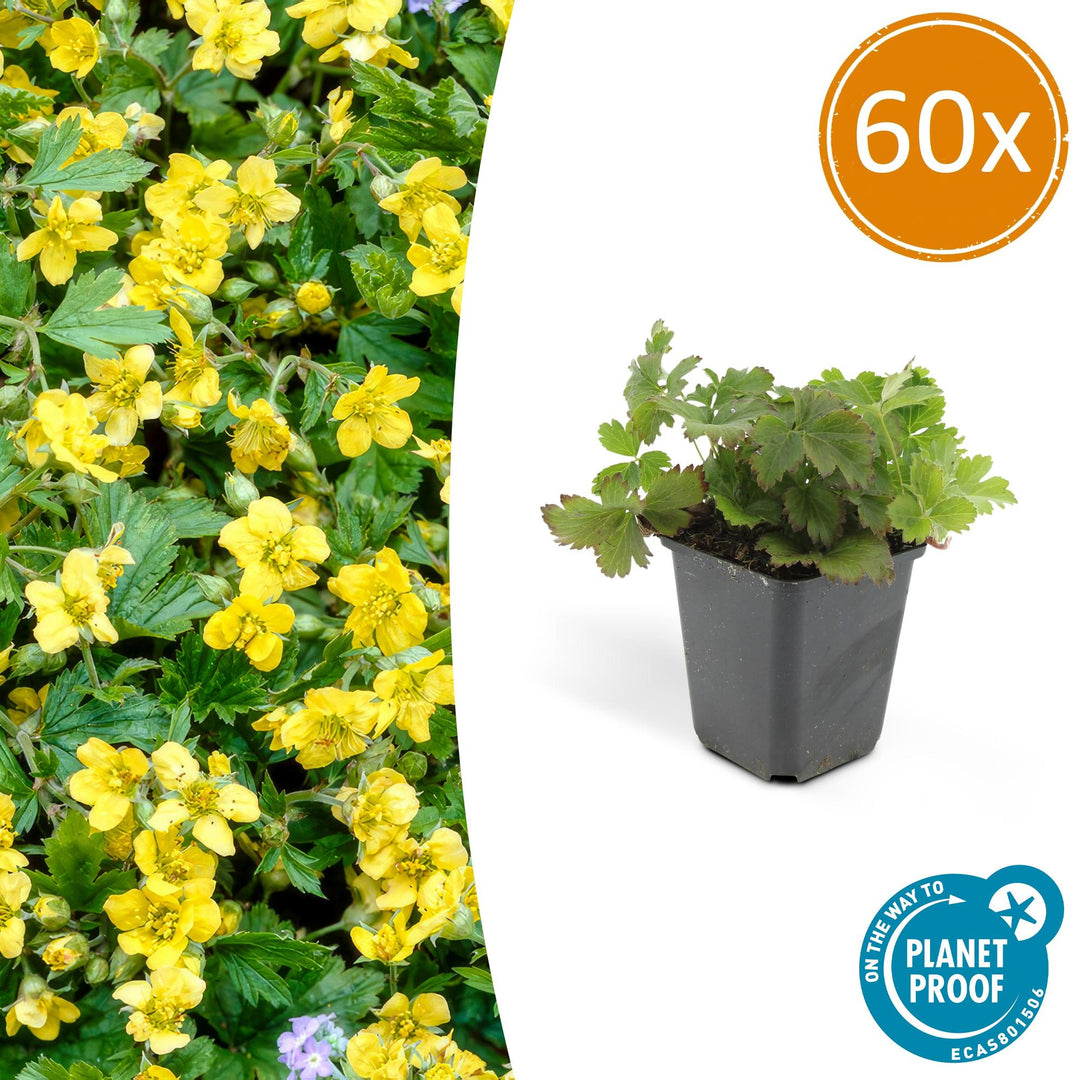 60x Waldsteinia Ternata - Evergreen Ground Cover - 10-25cm - Ø9cm