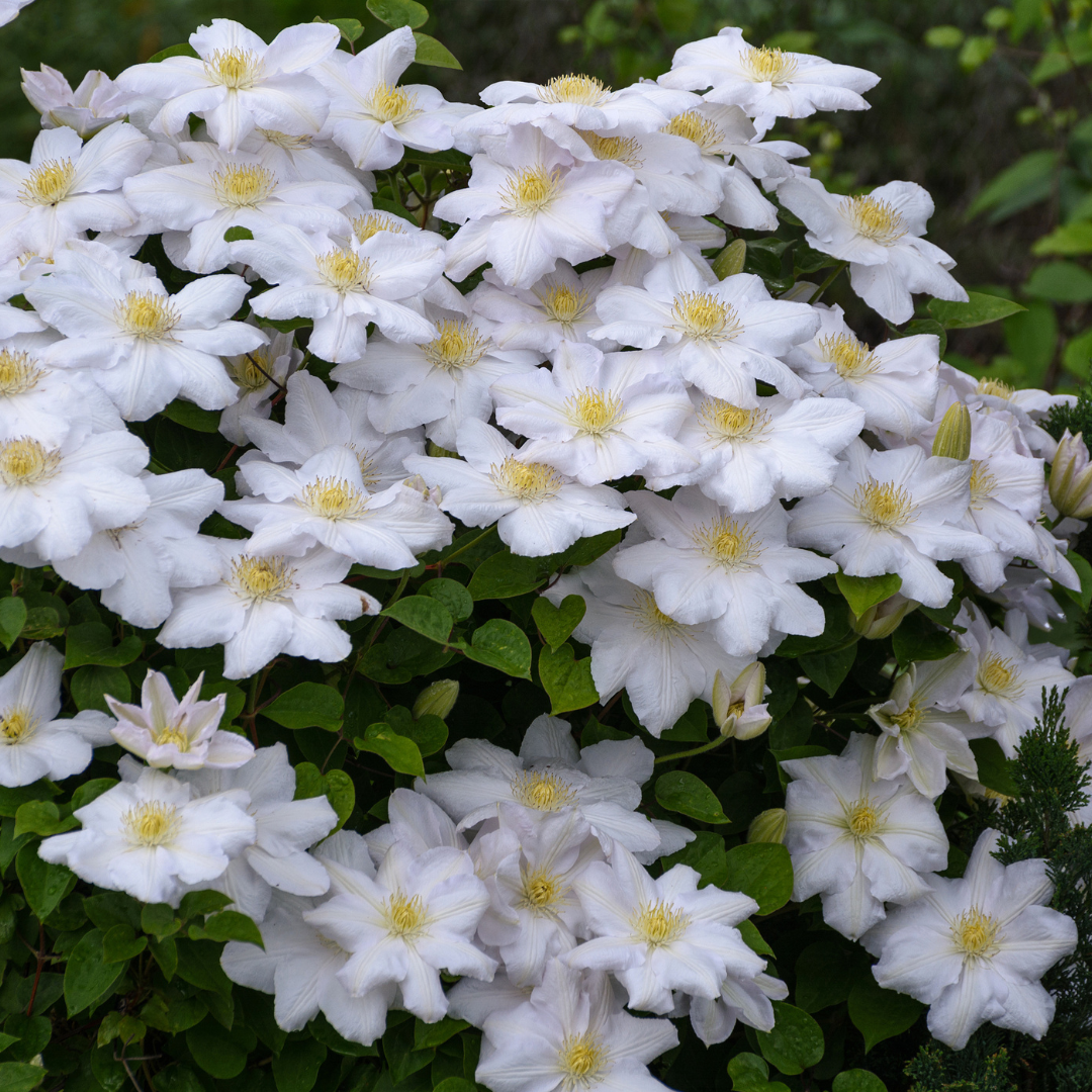 Clematis 'Miss Bateman', view 3