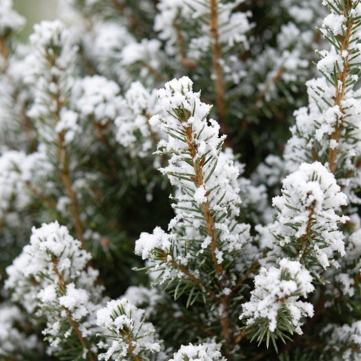Picea glauca Conica Dwarf Alberta Spruce Christmas trees, pack of 4, image 4