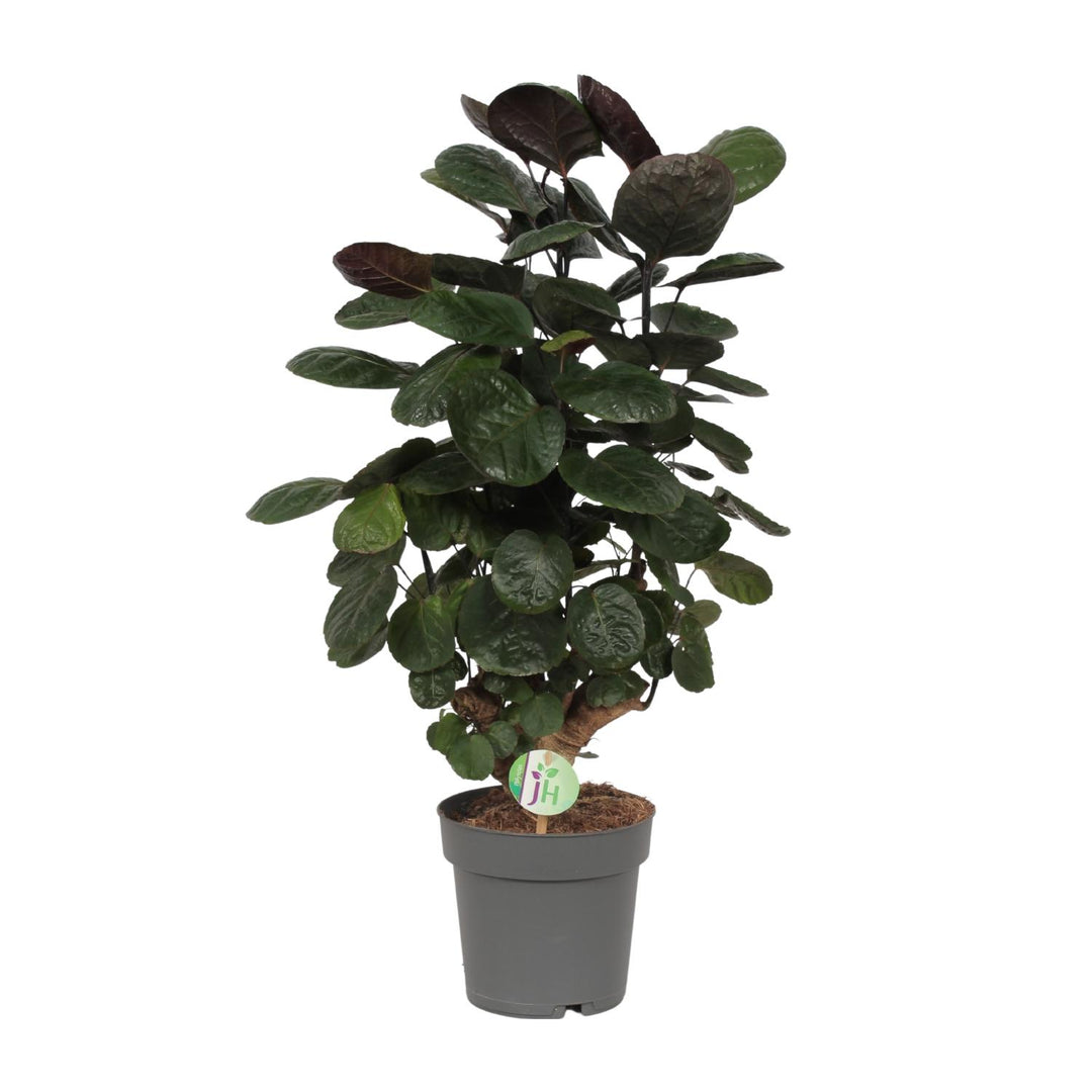 Polyscias Fabian with dark burgundy and green oval leaflets on branching stems, in grey pot, 60cm tall