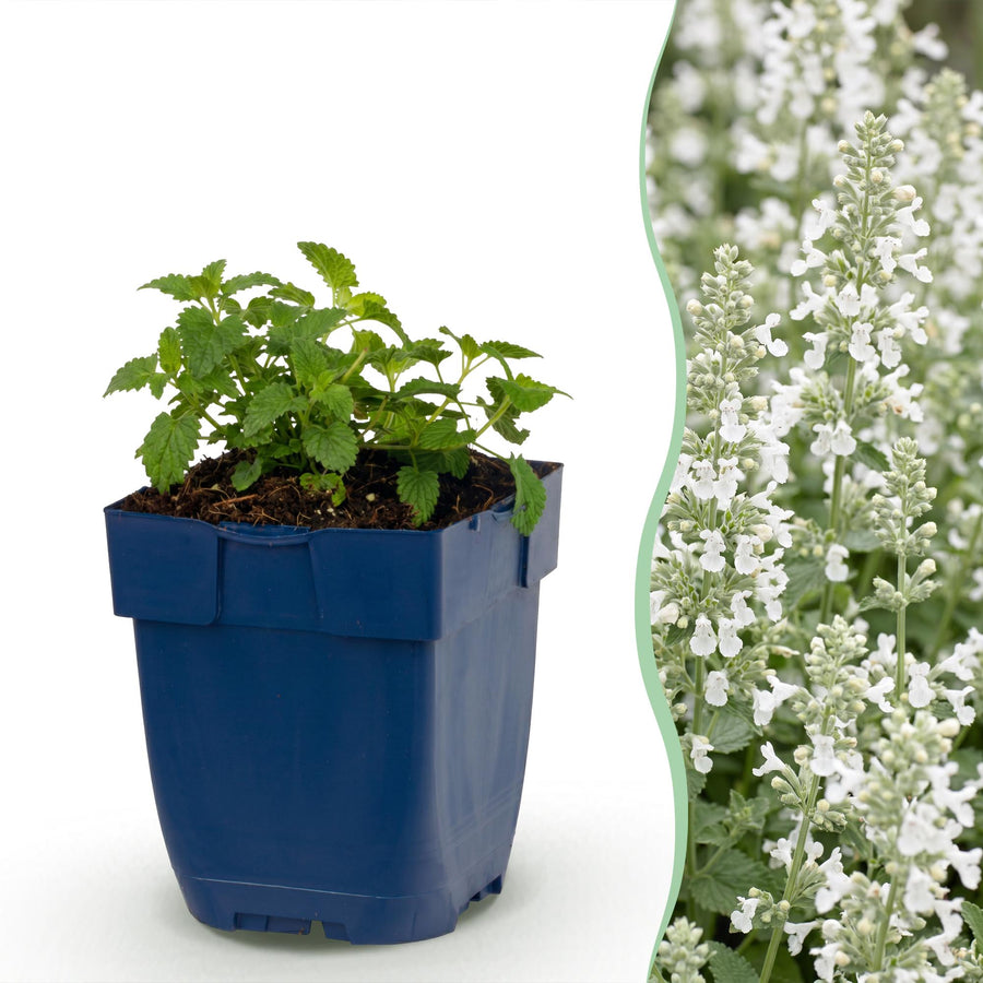 24 Nepeta x faassenii 'Snowflake' catmint plants in 11cm pots
