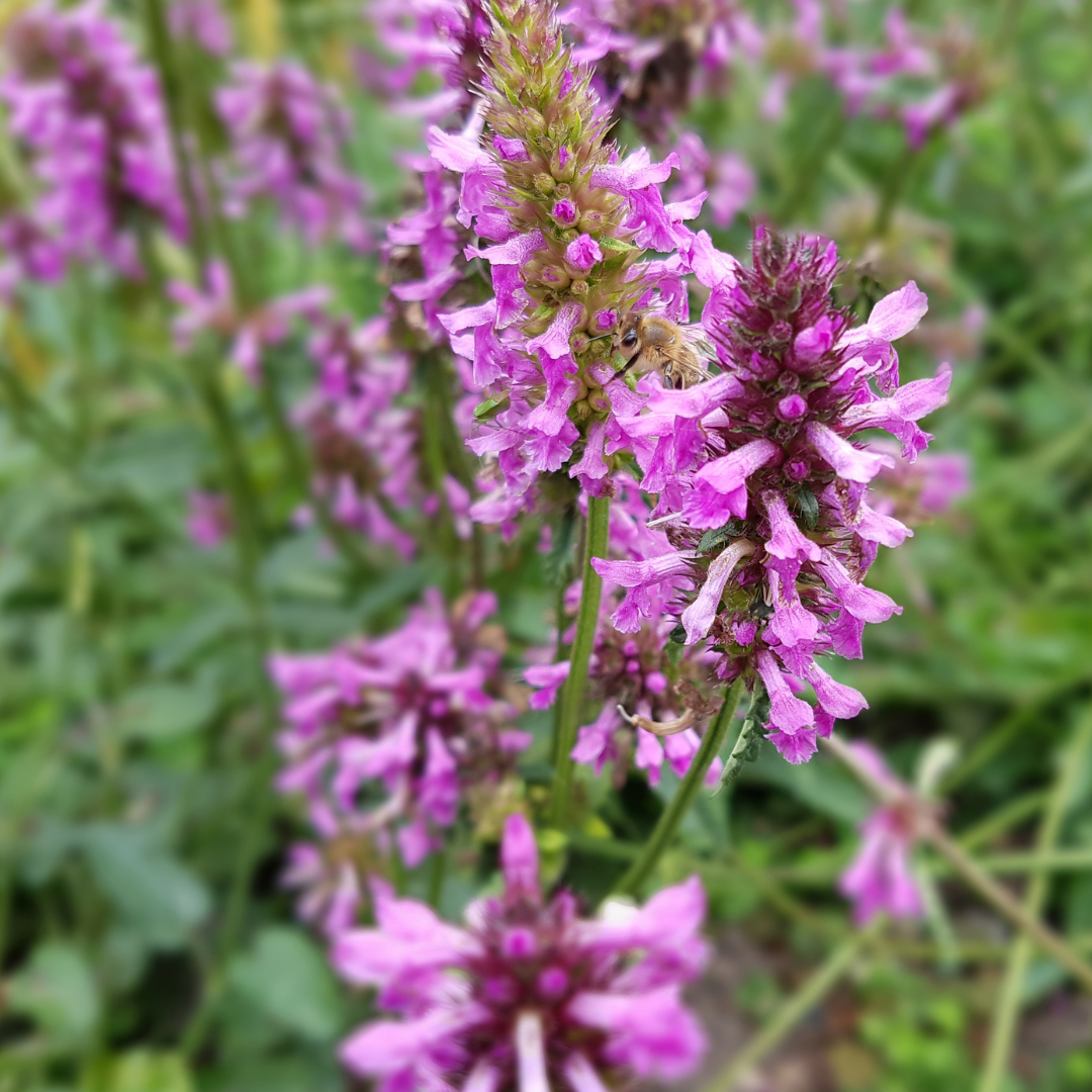 Betony 'Hummelo' with dense purple-pink flower spikes and green foliage in garden setting, multiple plants visible