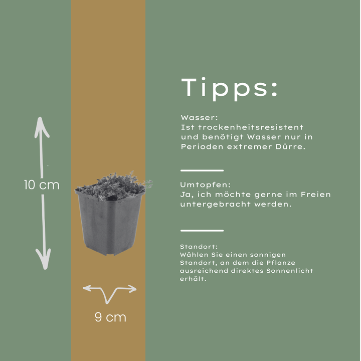 60x Thymus praecox 'Coccineus' - ↕10-25cm - Ø9cm