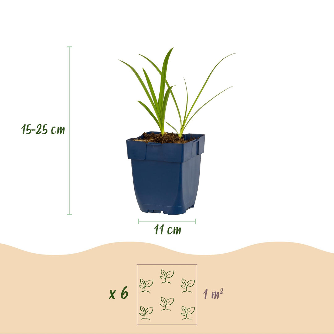 24x Agapanthus africanus 'Albus' African Lily - White - 11cm Pot - 15-25cm