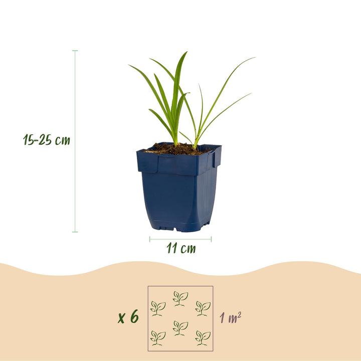 24x Agapanthus africanus 'Albus' African Lily - White - 11cm Pot - 15-25cm