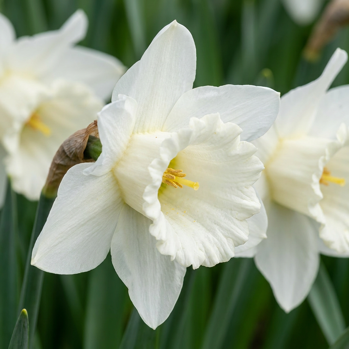 Narcissus Mount Hood daffodil bulbs, pack of 120