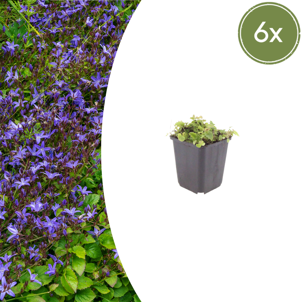 Healthy foliage and strong roots close-up of 6x Campanula poscharskyana - ↕10-25cm - Ø9cm