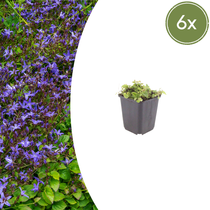 Healthy foliage and strong roots close-up of 6x Campanula poscharskyana - ↕10-25cm - Ø9cm