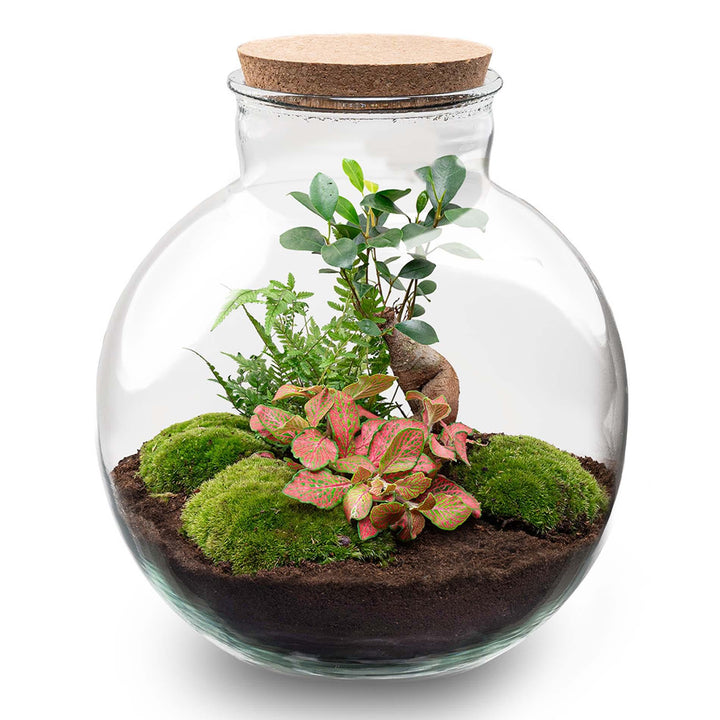 DIY terrarium - Bolder Bob Bonsai - ↕ 30 cm - Rake + Shovel + Tweezer + Scissors