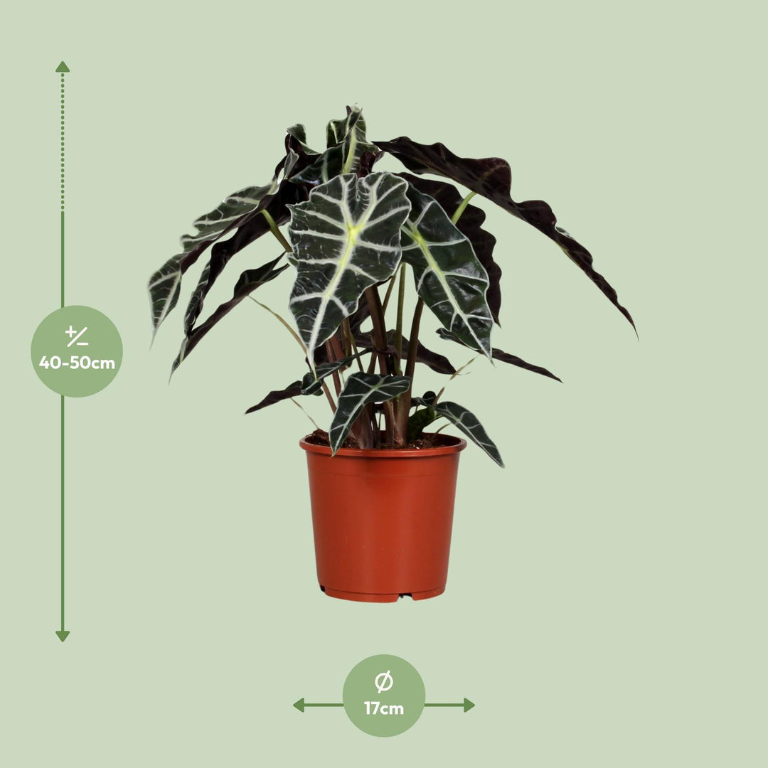 Alocasia Polly 45cm — Elephant Ear in 17cm pot