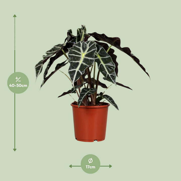 Alocasia Polly 45cm — Elephant Ear in 17cm pot