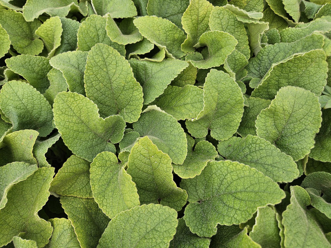 6x Phlomis russeliana - ↕10-25cm - Ø9cm full-plant overview, healthy foliage and strong roots