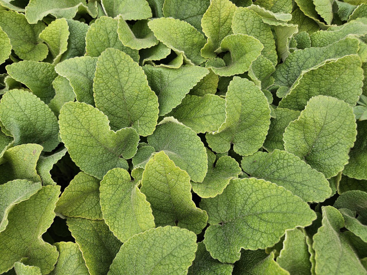 6x Phlomis russeliana - ↕10-25cm - Ø9cm full-plant overview, healthy foliage and strong roots