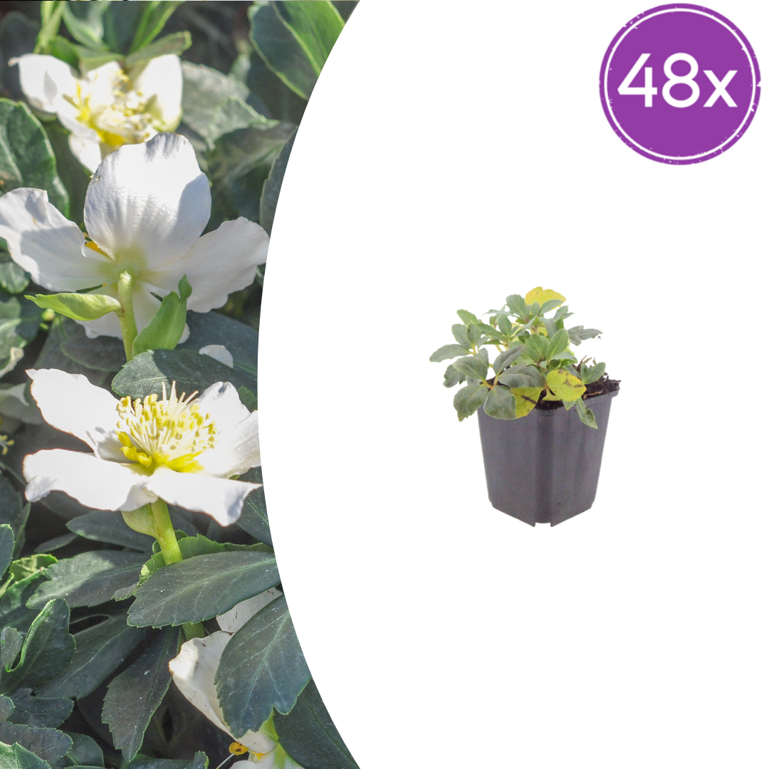 48x Helleborus niger - ↕10-25cm - Ø9cm