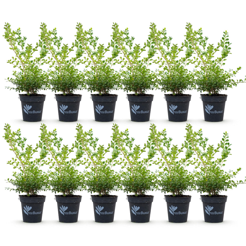 12 BetterBuxus Babylon Beauty box hedging plants in 13cm pots - view 2