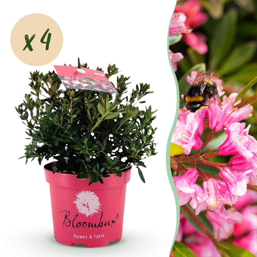 4 Rhododendron Bloombux Magenta plants in 17cm pots, 30-40cm tall