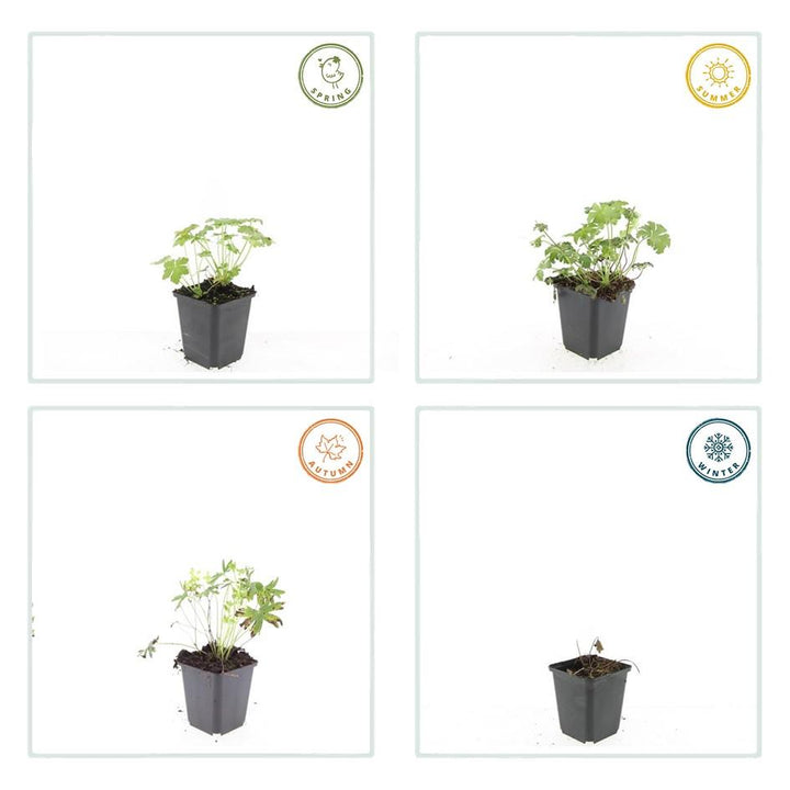 6x Geranium sang. 'Album' - ↕10-25cm - Ø9cm — healthy root ball and nursery pot ready to ship from Ireland