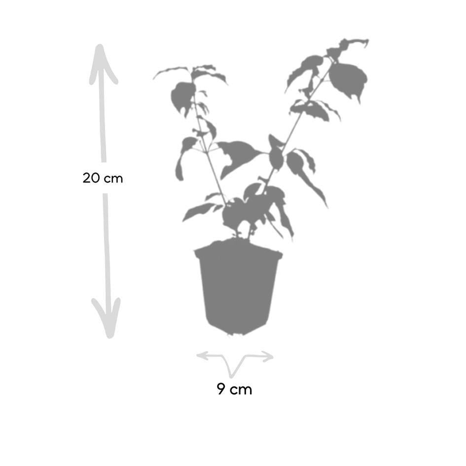 6x Cornus sang. 'Anny's Winter Orange' - ↕10-25cm - Ø9cm alternative angle showing habit and leaf structure
