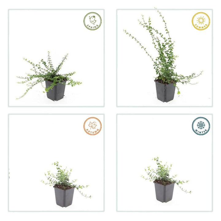 60x Euonymus Minimus - Compact Evergreen Ground Cover - 9cm Pot