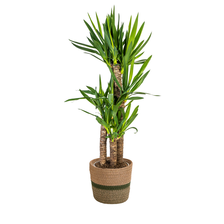 Yucca Elephantipes 90-110cm — Spineless Yucca in 21cm pot, with basket