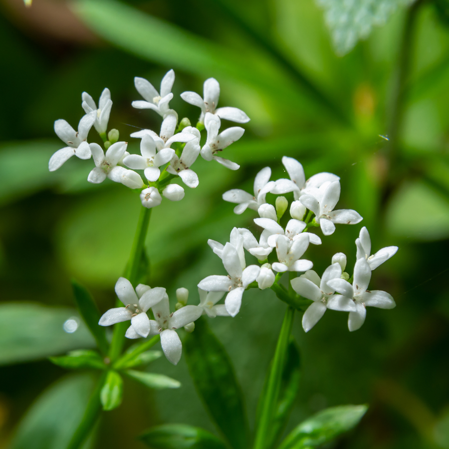 Sweet woodruff with delicate white four-petalled flowers in clusters, narrow green leaves, potted plant at 10-25cm height