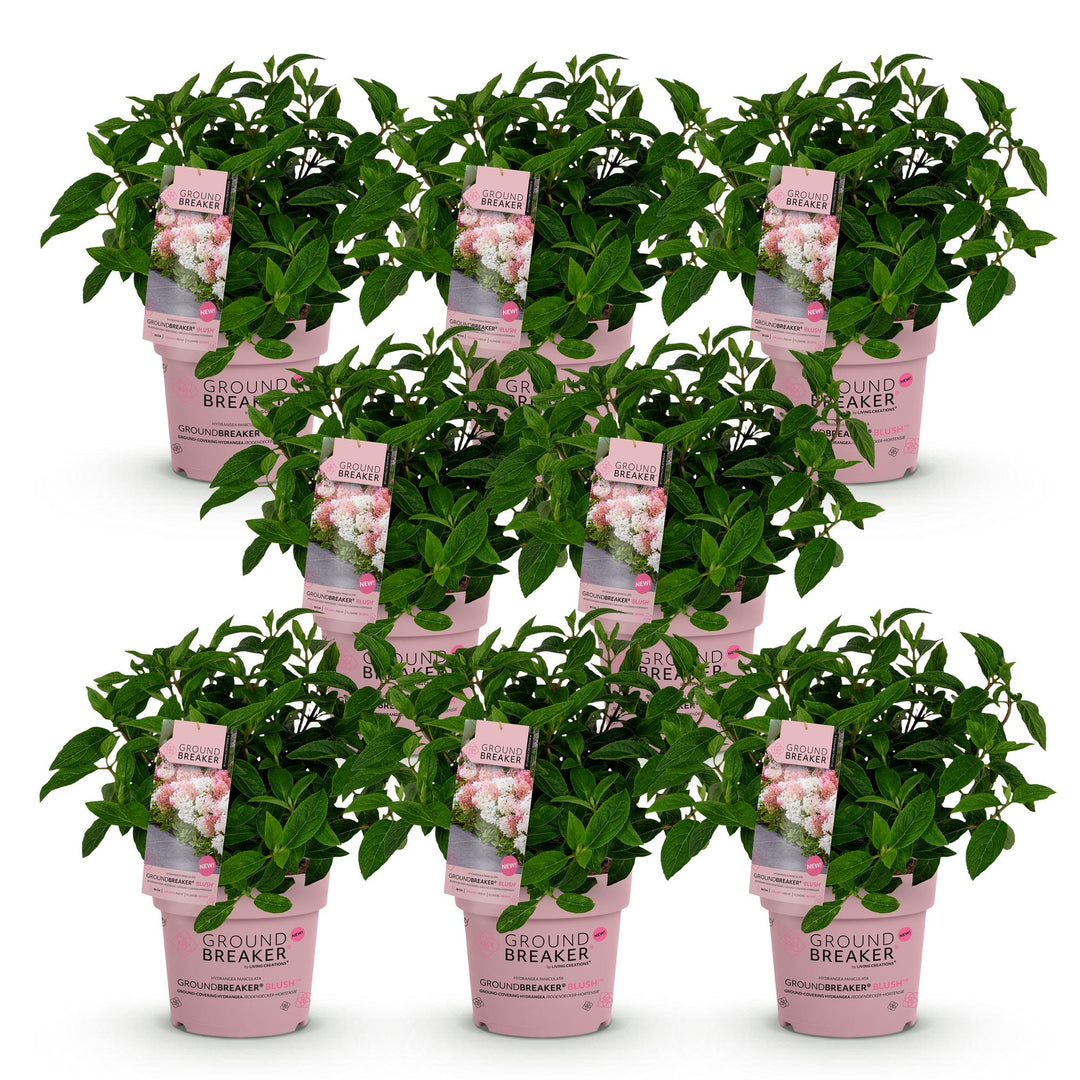 8 Hydrangea paniculata Groundbreaker Blush plants in 14cm pots - view 2
