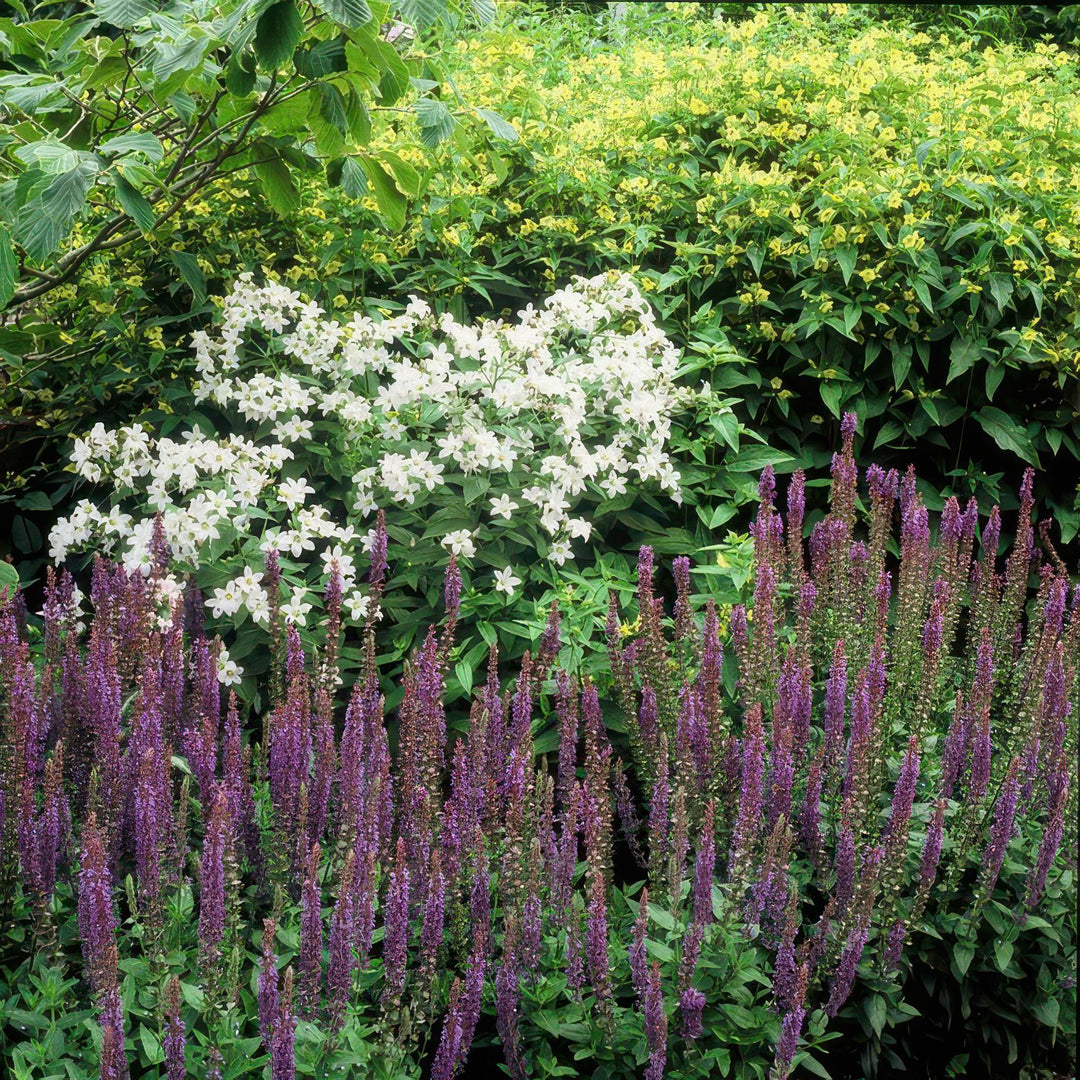24x Salvia nem. 'Ostfriesland' - ↕10-25cm - Ø9cm