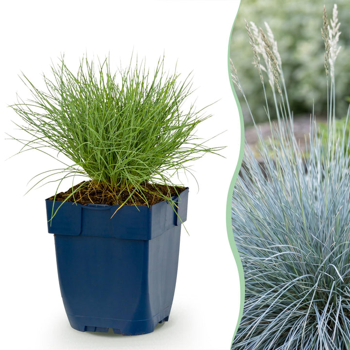 24x Festuca glauca blue fescue grass in 11cm pots