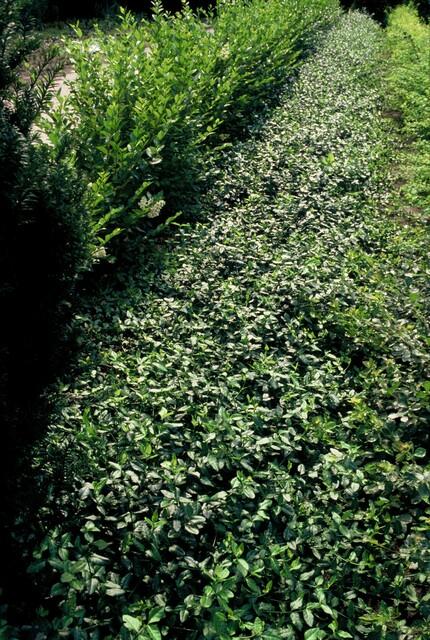 60x Euonymus fortunei Dart's Blanket - Dark Green Ground Cover styled in an Irish home interior