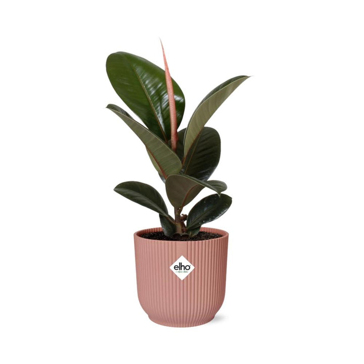 Rubber Plant Robusta (Ficus elastica 'Robusta') in a pink ELHO Vibes pot, view 2