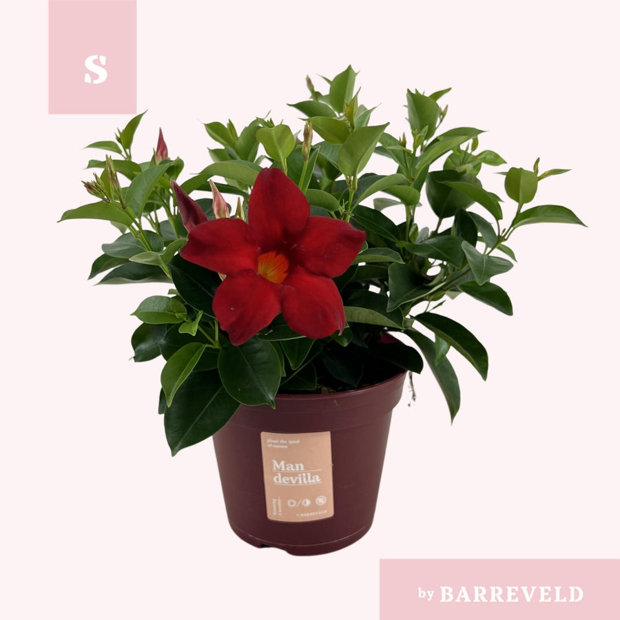 Mandevilla 'Zomerville' Struik Rood plant in 14cm pot, featuring vibrant red flowers and lush green foliage.