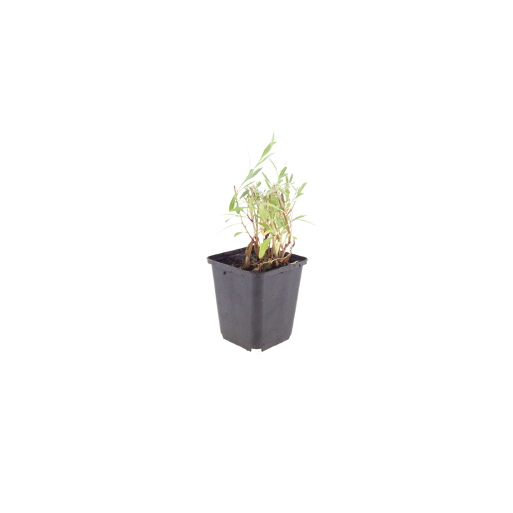 24x Gaura lindheimeri - ↕10-25cm - Ø9cm packed for EU plant delivery from PlantGift.ie