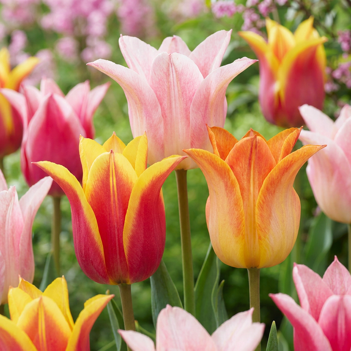Tulipa Ballade mix bulbs, pack of 96