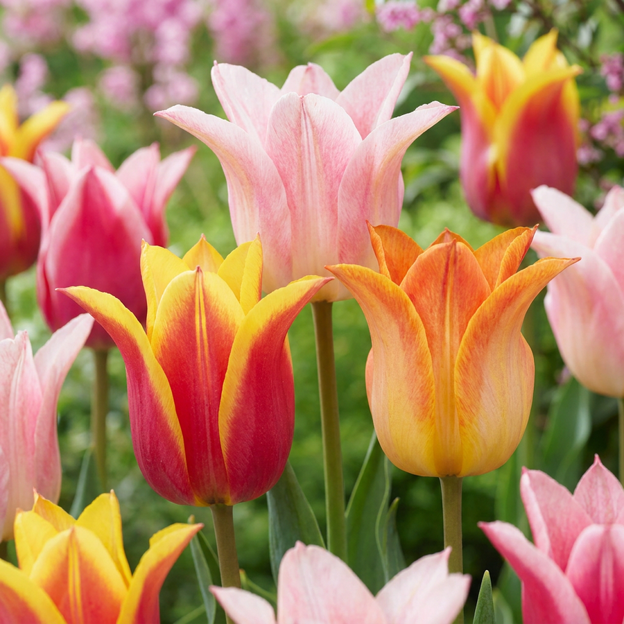 Tulipa Ballade mix bulbs, pack of 96