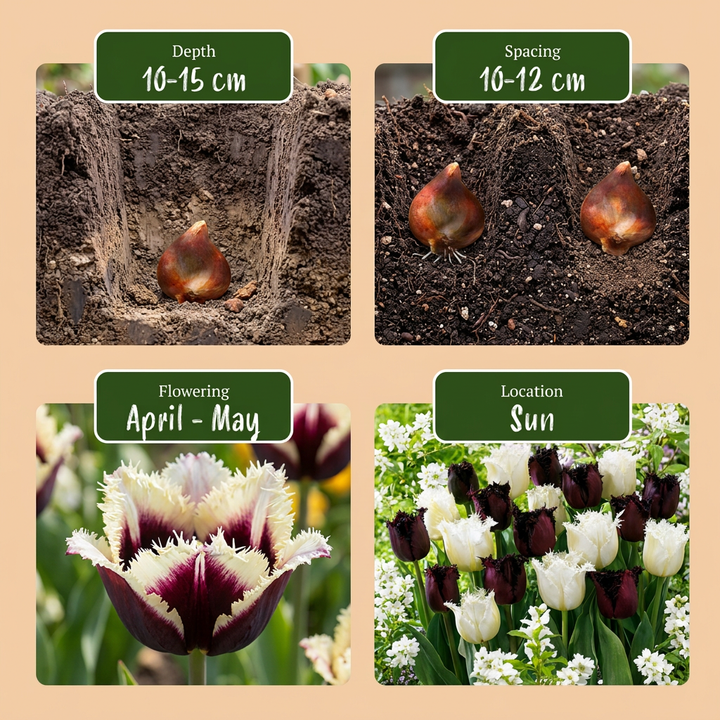 120x Tulipa Breakdance Mix Bulbs - Mixed - Spring Flowering - Size 11/12