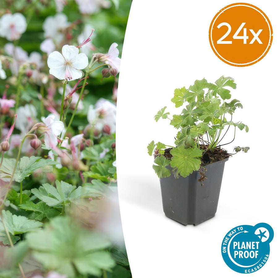 24 Geranium Biokovo ground cover plants with white-pink flowers, 10-25cm tall, by Everspring.