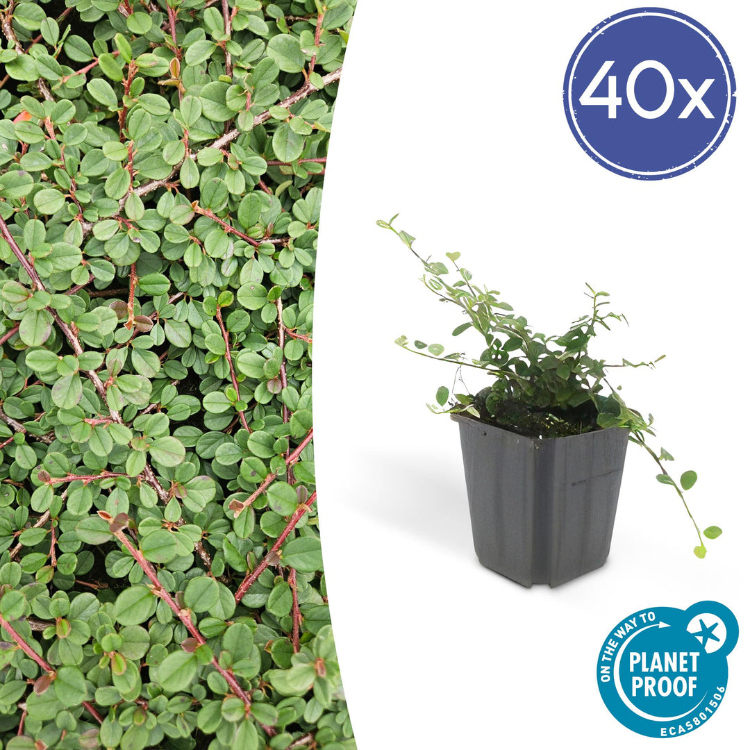 40x Cotoneaster 'Queen of Carpets' Evergreen Ground Cover - 10-25cm