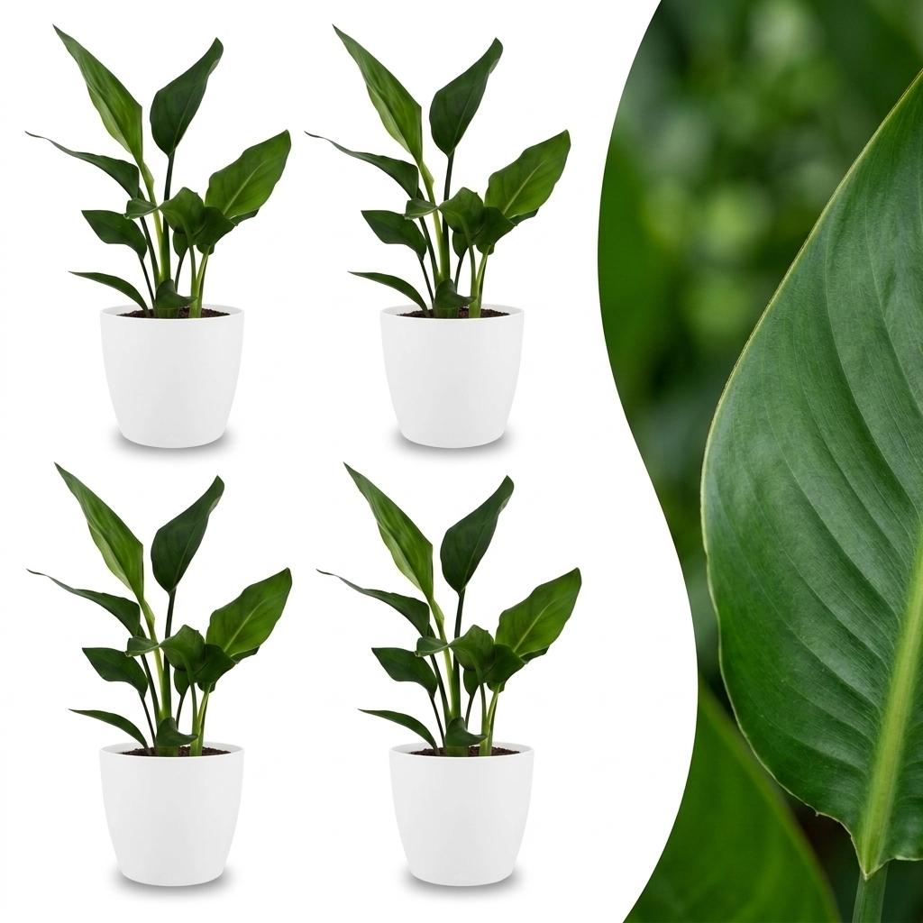 Bird of Paradise with large paddle-shaped leaves on tall upright stalks, set of 4 plants in a white ceramic pot, about 35cm tall