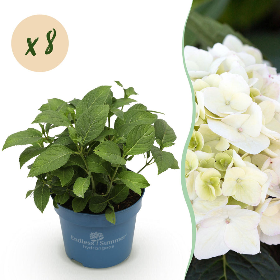 8 Hydrangea macrophylla Endless Summer The Bride plants in 14cm pots