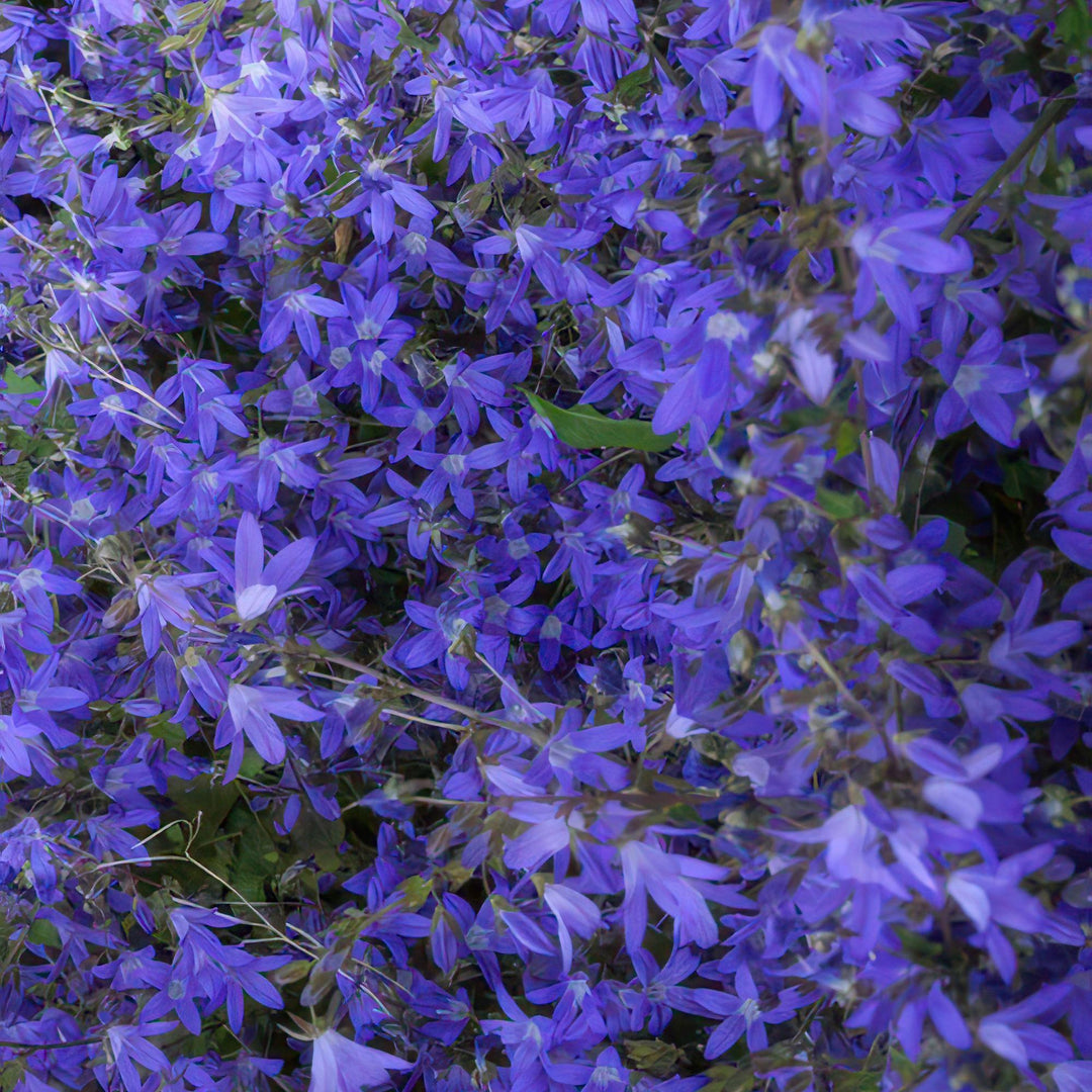 6x Campanula poscharskyana 'Stella' - ↕10-25cm - Ø9cm full-plant overview, healthy foliage and strong roots