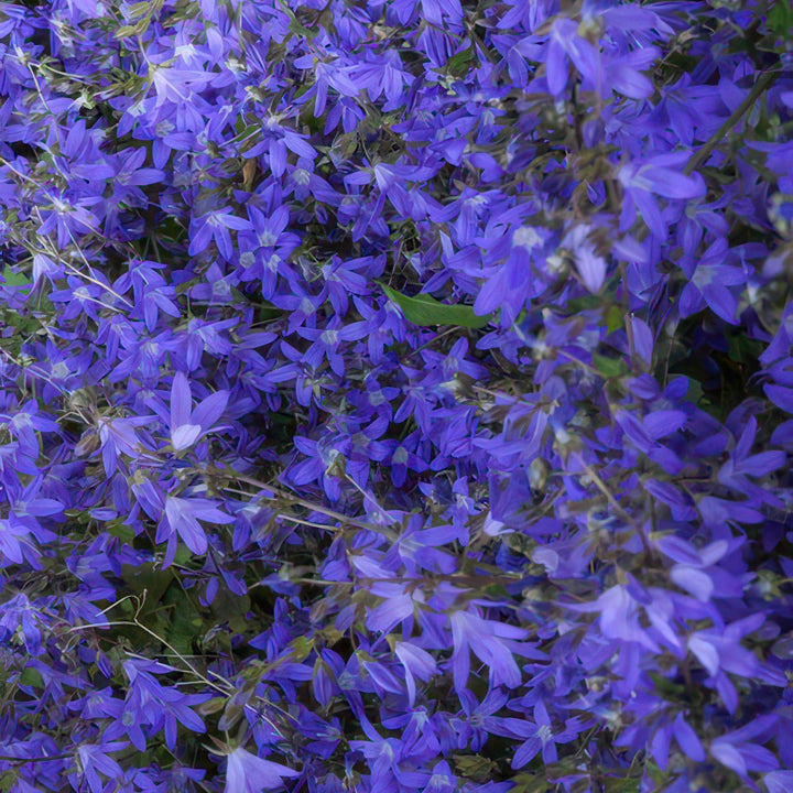 6x Campanula poscharskyana 'Stella' - ↕10-25cm - Ø9cm full-plant overview, healthy foliage and strong roots