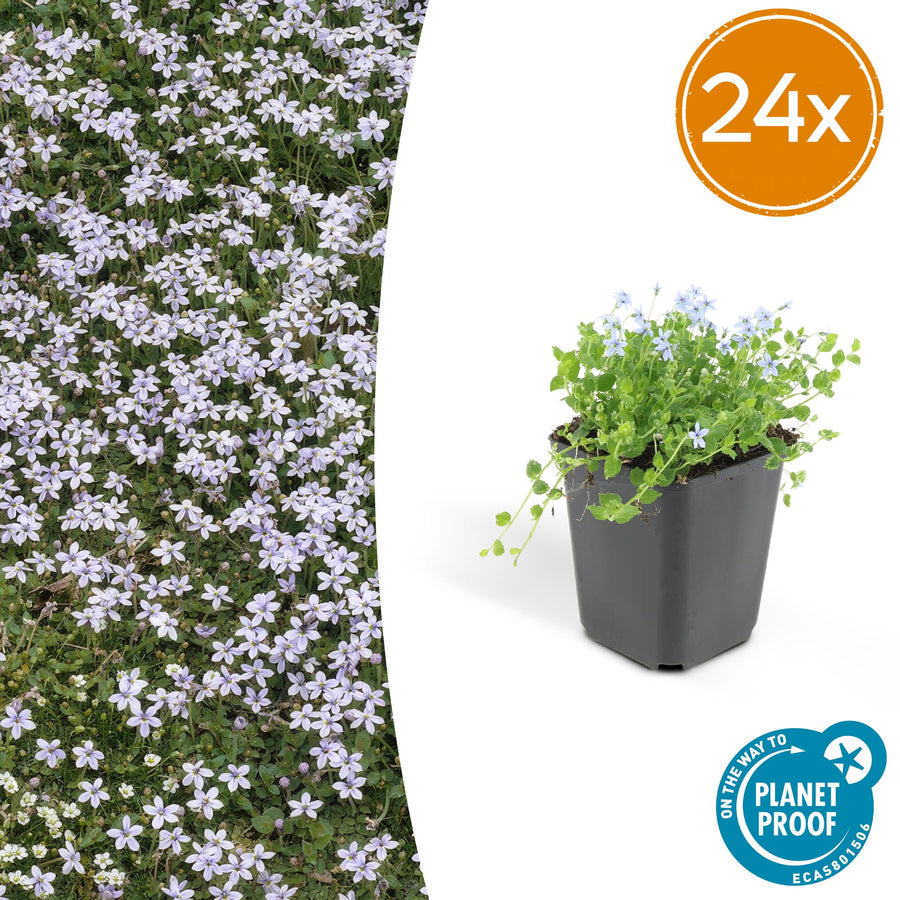 Isotoma fluviatilis with pale blue flowers and bright green foliage in black plastic pot, 10-25cm tall, shown at 24x quantity