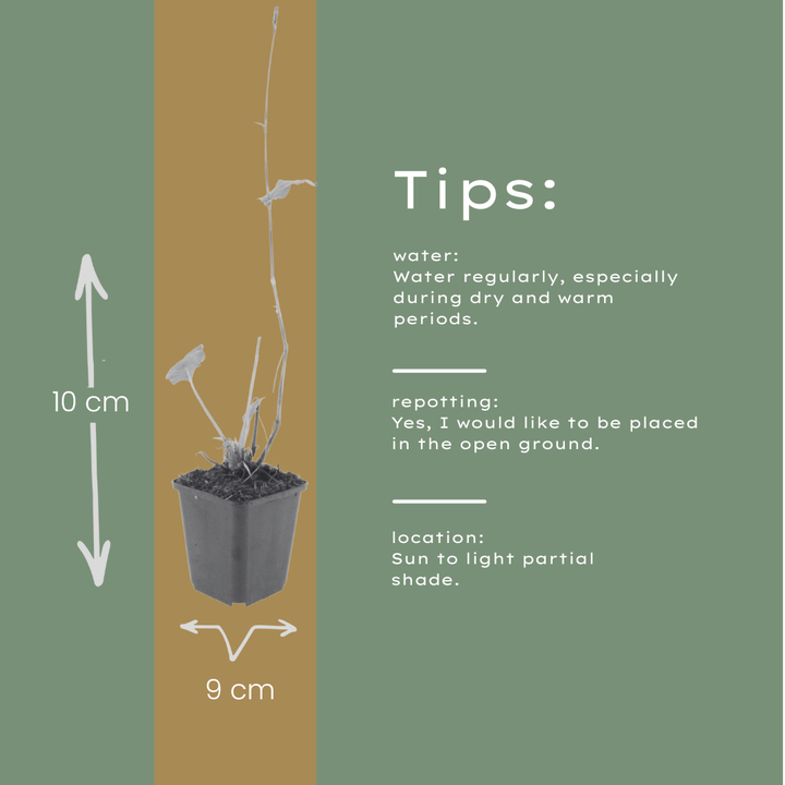 6x Persicaria bistorta - ↕10-25cm - Ø9cm