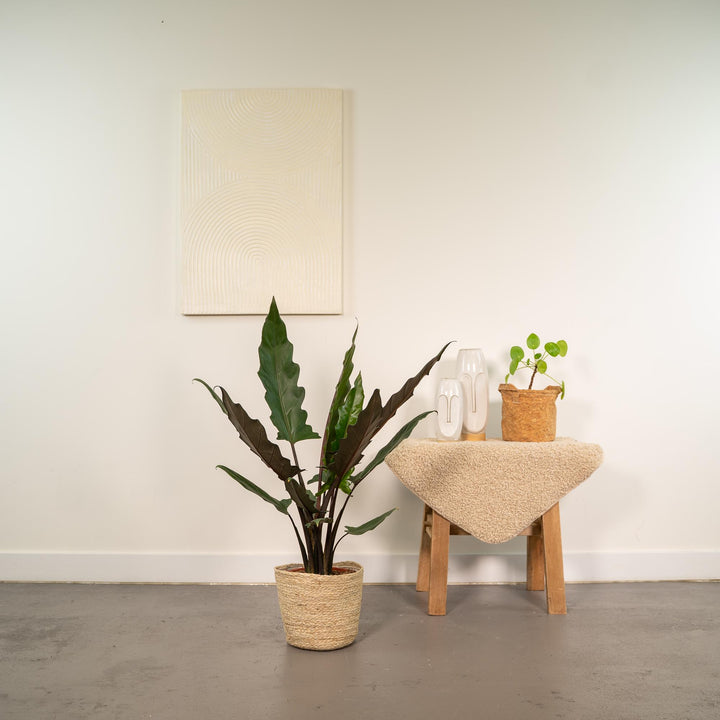 Alocasia Lauterbachiana - Ø19cm - ↕80cm + Basket Selin
