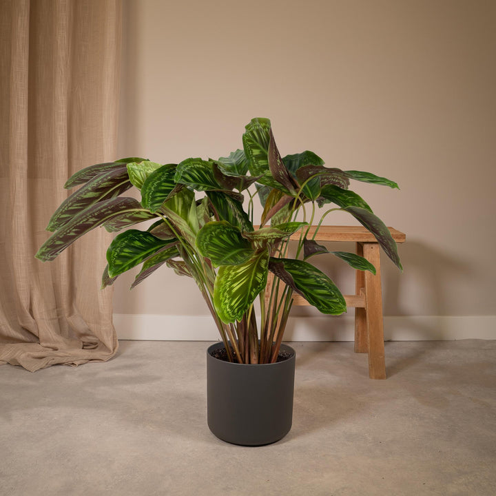 Calathea Flamestar - Peacock Plant - Ø19cm - ↕75cm packed for EU plant delivery from PlantGift.ie