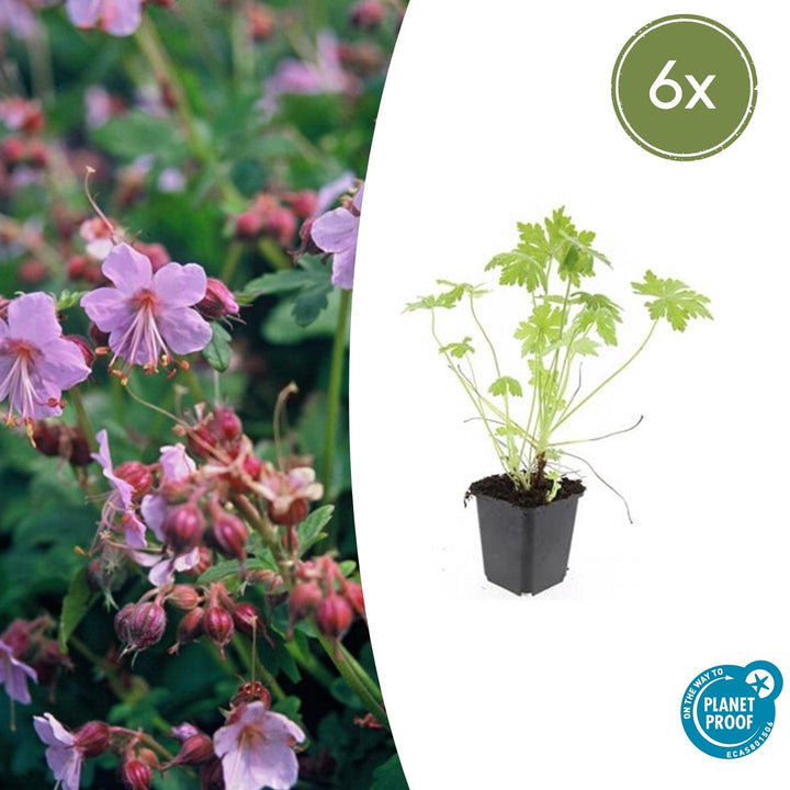 Geranium macrorrhizum with pale lilac flowers and pink buds on green foliage, shown in black 9cm pot with size label 6x