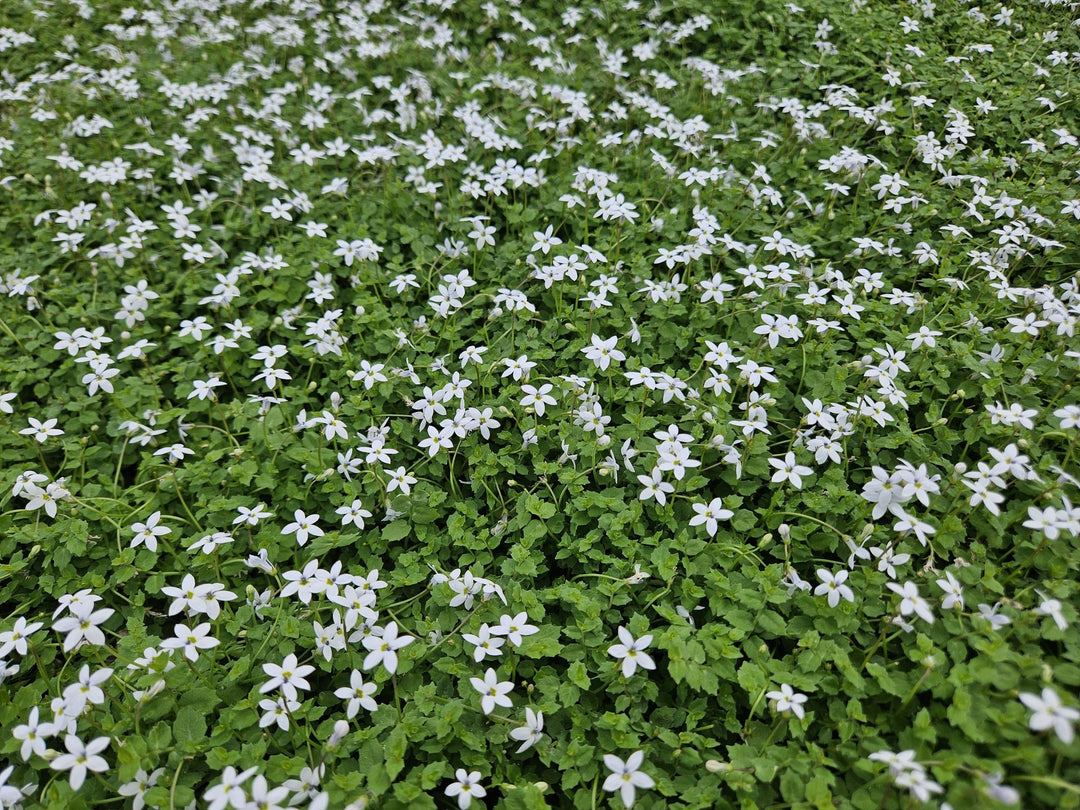 6x Isotoma fluviatilis 'Alba'- ↕10-25cm - Ø9cm full-plant overview, healthy foliage and strong roots