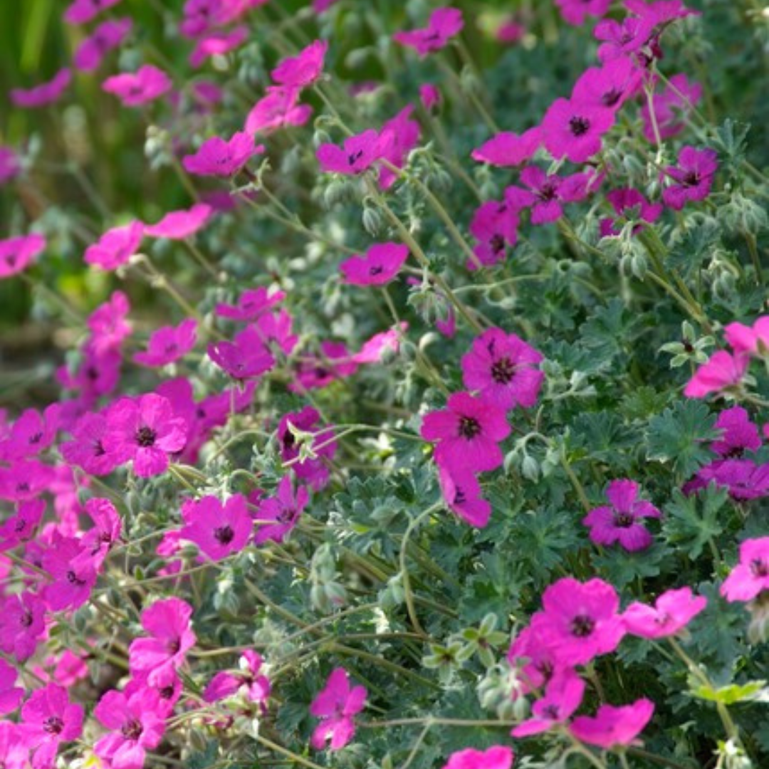 24x Geranium sang. 'Max Frei' - ↕10-25cm - Ø9cm — healthy root ball and nursery pot ready to ship from Ireland
