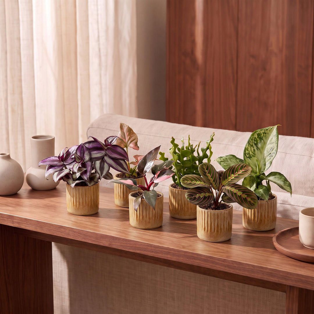 Baby Plants Surprise Box, pack of 6 tropical plants in 6 cm pots, image 3