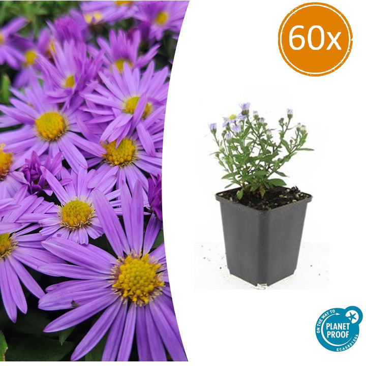 Aster Dumosus 'Prof. Anton Kippenberg': Vibrant Purple Blooms for Autumn Gardens – Buy Now!